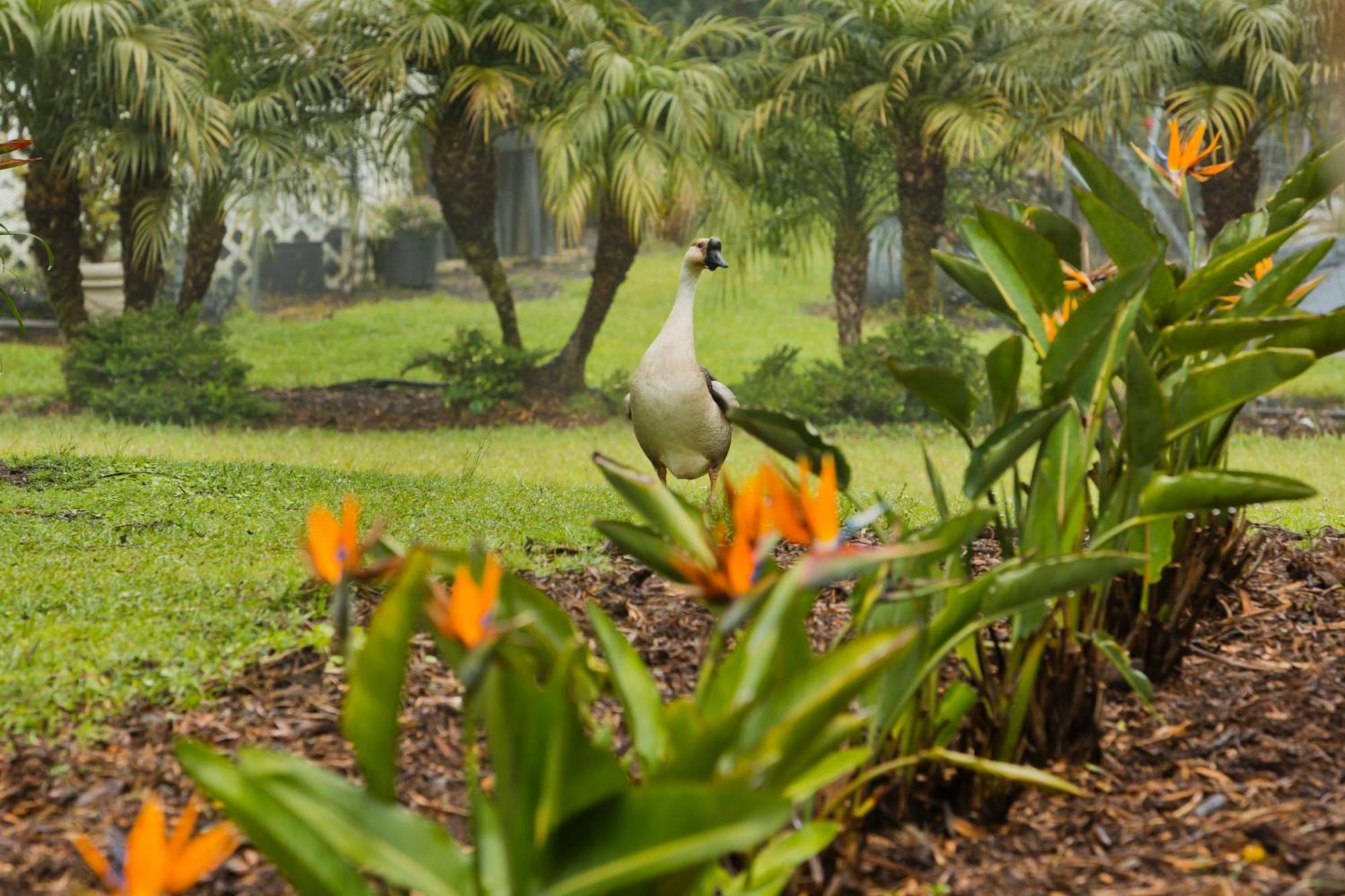 Aloha Junction Bed And Breakfast -Minutes Away From Hawaii Volcanoes National Park Екстериор снимка